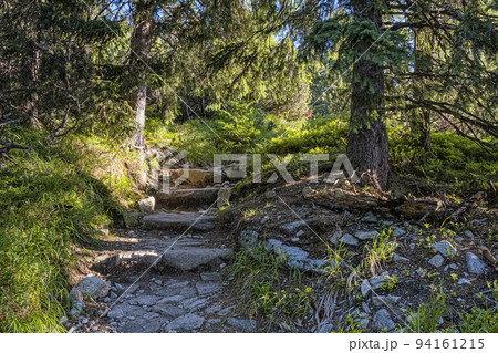 Footpath in coniferous forest, High Tatras mountains, Slovakia 94161215