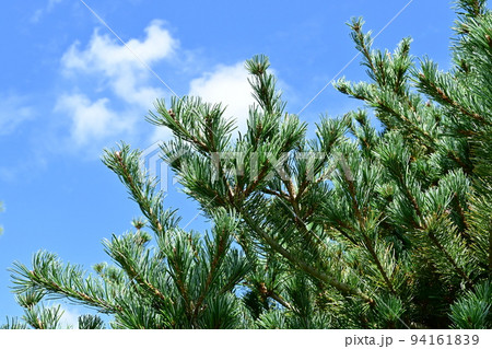 ヒメコマツと青空 94161839