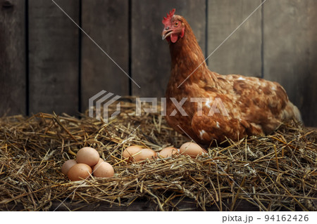 heap of eggs with red chicken in dry straw inside a wooden henhouse heap of eggs with red chicken in dry straw inside a wooden henhouse 94162426