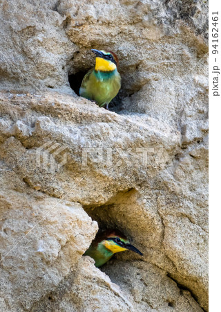 Nestling Of European Bee Eater (Merops Apiaster) In Breeding Burrow 94162461