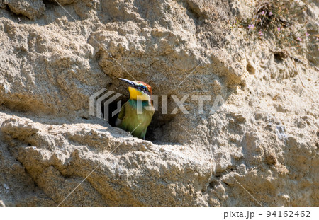 Nestling Of European Bee Eater (Merops Apiaster) In Breeding Burrow 94162462