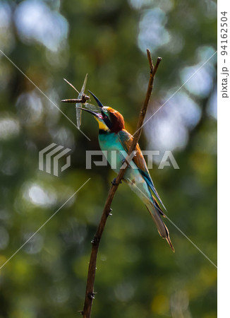 European Bee Eater (Merops Apiaster) With Colorful Plumage And Prey In Natural Habitat 94162504