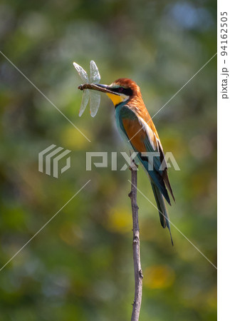 European Bee Eater (Merops Apiaster) With Colorful Plumage And Prey In Natural Habitat 94162505