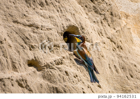 European Bee Eater (Merops Apiaster) Feeds Juvenile In Breeding Burrow With Bumblebee 94162531
