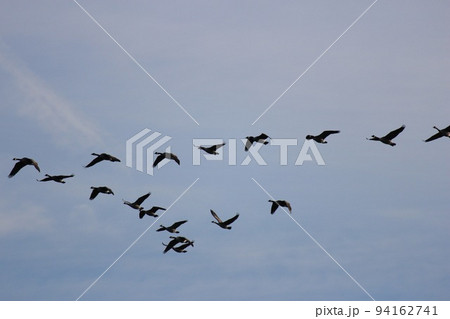 カナダガンの渡り カナダガンの渡り 94162741