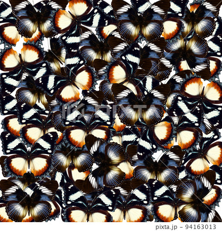 Pattern colorful butterflies hypolimnas, blue black unusual butterfly texture, colorful background, wallpaper, nature concept 94163013
