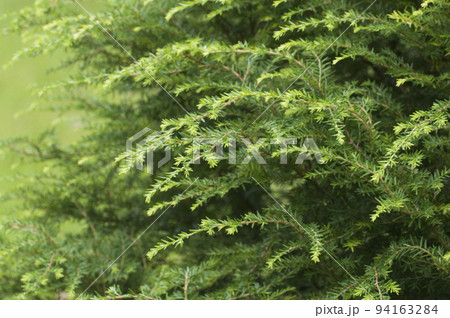 juniper as a background, open air, close up 94163284