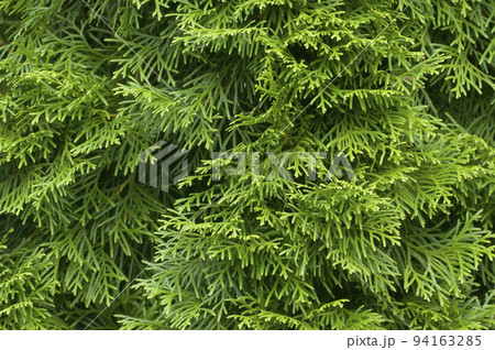 juniper as a background, open air, close up juniper as a background, open air, close up 94163285