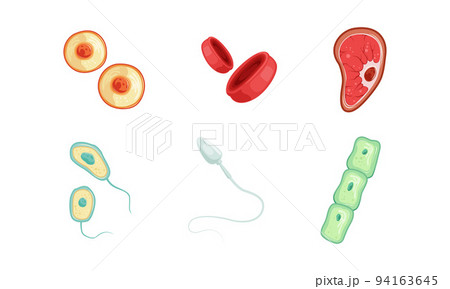 Human Cells as Structural Body Unit with Cytoplasm and Membrane Vector Set Human Cells as Structural Body Unit with Cytoplasm and Membrane Vector Set 94163645
