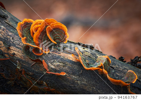 Stereum subtomentosum 94163767