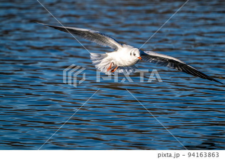 The European Herring Gull, Larus argentatus is a large gull 94163863