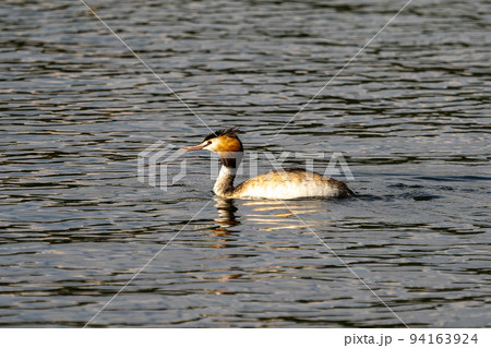 Great Crested Grebe, Podiceps cristatus with beautiful orange colors, a water bird with red eyes. Great Crested Grebe, Podiceps cristatus with beautiful orange colors, a water bird with red eyes. 94163924