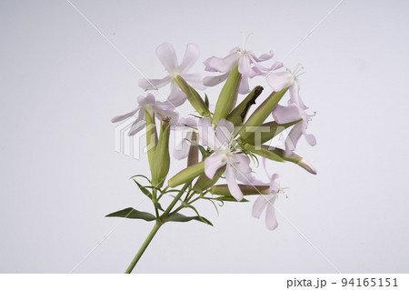 Saponaria Officinalis Saponaria Officinalis 94165151