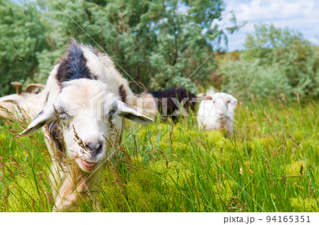 A herd of goats grazes on the meadow. A herd of goats grazes on the meadow. 94165351