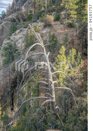 Mount Lemmon, Arizona- Leafless pine tree in the middle of pine tree forest on a rocky slope 94165757