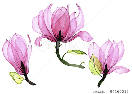 watercolor set of transparent magnolia flowers. collection of pink magnolia flowers isolated on white background. vintage drawing, elements for delicate design wedding, invitation, congratulation 94166015