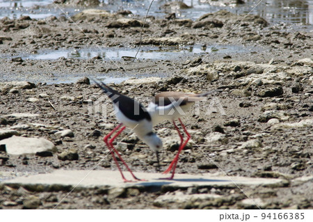 セイタカシギ　 94166385