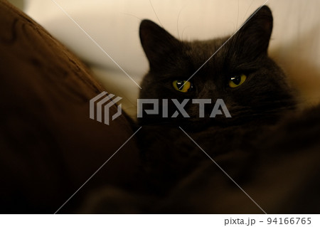 Sleepy gray cat stretched his paws forward. Domestic lazy kitty with half-closed green eyes is lying on sofa. 94166765