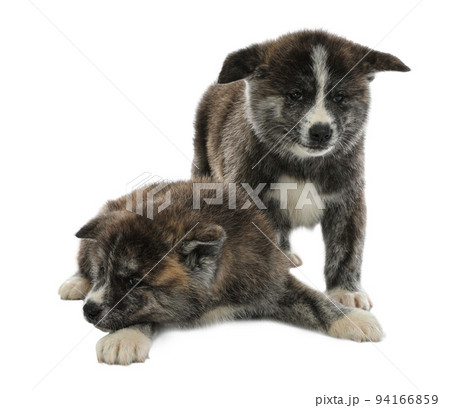 Cute Akita inu puppies on white background. Friendly dogs 94166859