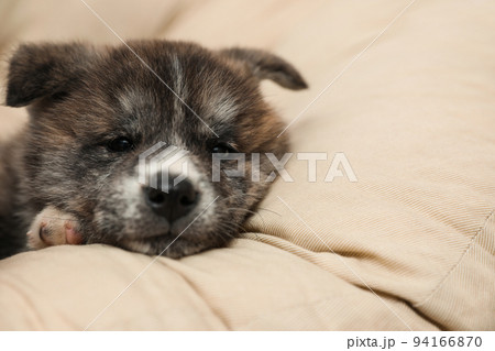 Akita inu puppy on pillow. Cute dog 94166870