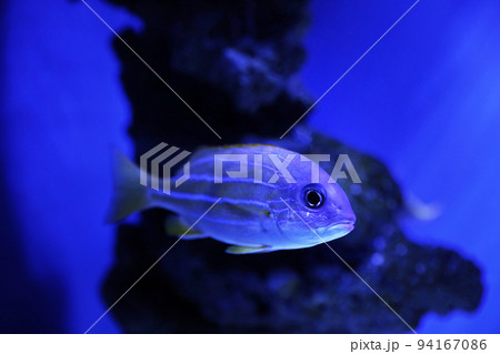 Beautiful bluestriped snapper in clear toned blue aquarium Beautiful bluestriped snapper in clear toned blue aquarium 94167086