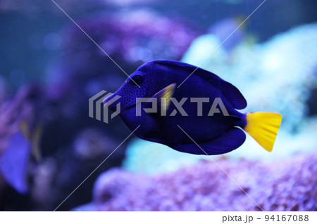 Beautiful blue surgeonfish swimming in clear aquarium Beautiful blue surgeonfish swimming in clear aquarium 94167088