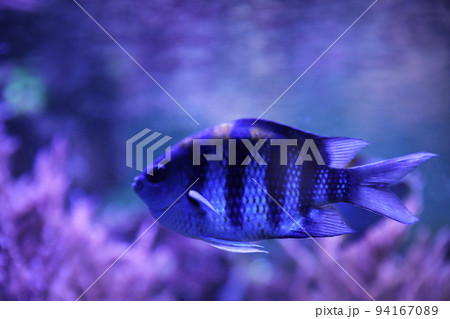 Beautiful sergeant major fish swimming in clear aquarium Beautiful sergeant major fish swimming in clear aquarium 94167089