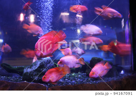 Beautiful blood parrot cichlid fish in clear aquarium Beautiful blood parrot cichlid fish in clear aquarium 94167091