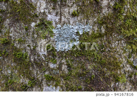 Texture of old tree bark covered with green moss. Close up. Copy space 94167816