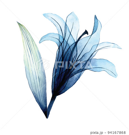 watercolor transparent flower. transparent blue lily in pastel colors. element isolated on white background. design for wedding watercolor transparent flower. transparent blue lily in pastel colors. element isolated on white background. design for wedding 94167868