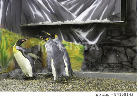 〔福井県坂井市・6月〕2匹に隅に追いやられる1匹のオウサマペンギン 越前松島水族館 〔福井県坂井市・6月〕2匹に隅に追いやられる1匹のオウサマペンギン 越前松島水族館 94168142