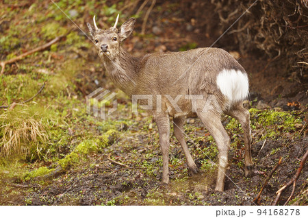 森で出会ったオスのエゾシカ(北海道) 森で出会ったオスのエゾシカ(北海道) 94168278