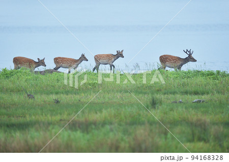 海岸を歩くエゾシカの群れ（北海道東部） 94168328