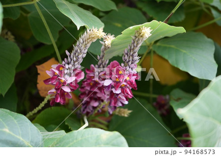 秋の七草くずの花 秋の七草くずの花 94168573
