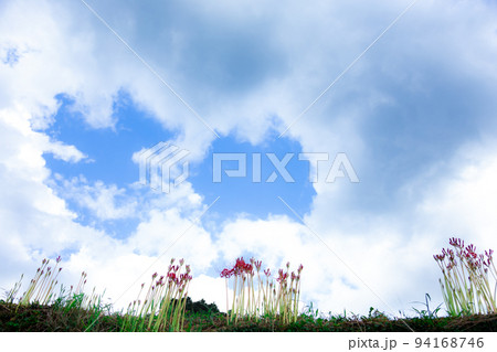 青空バックに咲き始めたヒガンバナがある風景　横位置 94168746