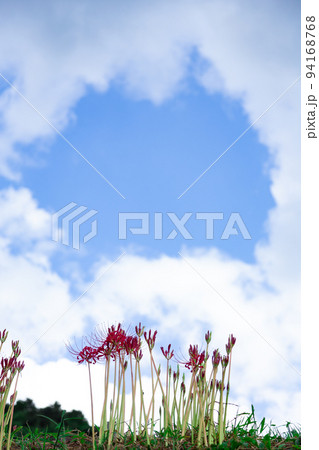 青空バックに咲き始めた彼岸花　縦位置 94168768
