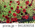 太陽の丘　えんがる公園　コスモス園 94169058