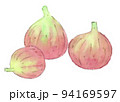夏〜秋の果物、イチジク（無花果）の水彩画イラスト 94169597