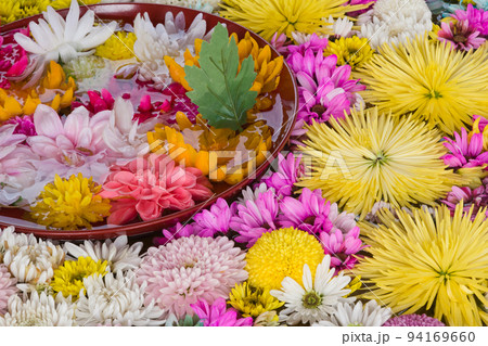 別小江神社の花手水(重陽の節句)・名古屋市 別小江神社の花手水(重陽の節句)・名古屋市 94169660