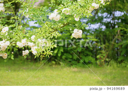 バラの花　サマースノー 94169689