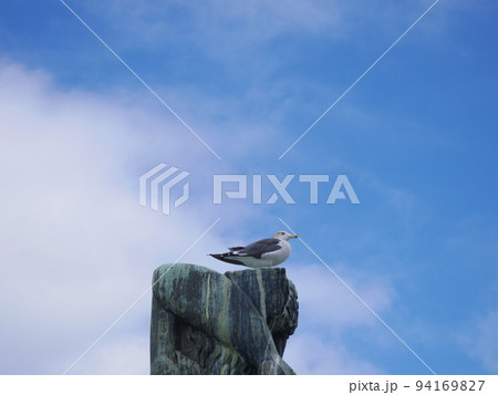 休憩中のウミネコ 94169827