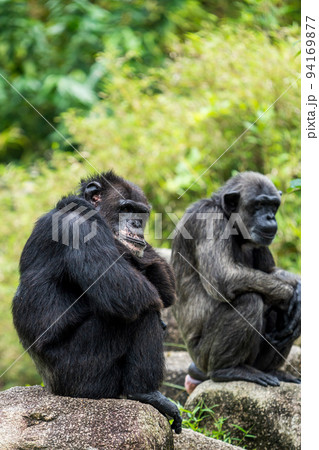チンバンジー 94169877