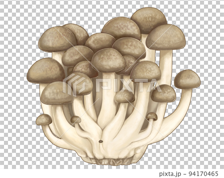 A realistic hand-drawn illustration of shimeji mushrooms 94170465