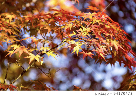 もみじの紅葉と秋の風景　吉田町運動公園 94170473