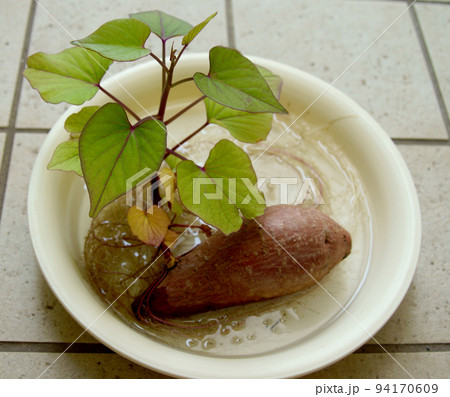 芽が出たさつまいも　水耕栽培 94170609