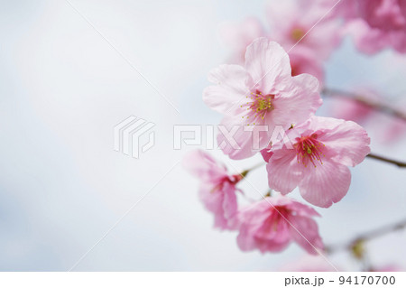 早咲き種の陽光桜をクローズアップ 94170700