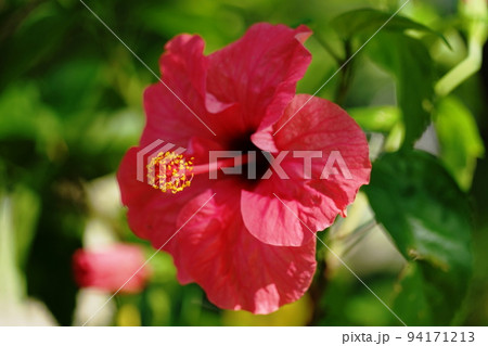 赤いハイビスカスの花 94171213