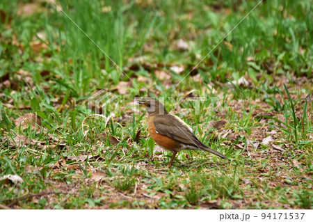地面に立つアカハラ 地面に立つアカハラ 94171537