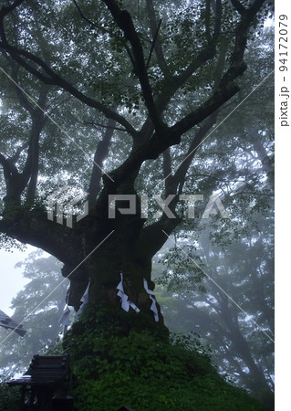 雨上がり霧に包まれる熊野皇大神社の御神木 雨上がり霧に包まれる熊野皇大神社の御神木 94172079