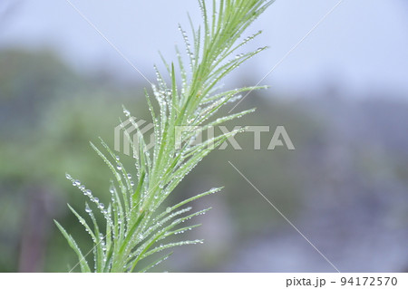 アルプス八ヶ岳坪庭で朝露に輝く高山植物 94172570